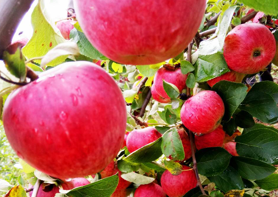 Mustang sells apples worth Rs 420 million this year Setopati Setopati