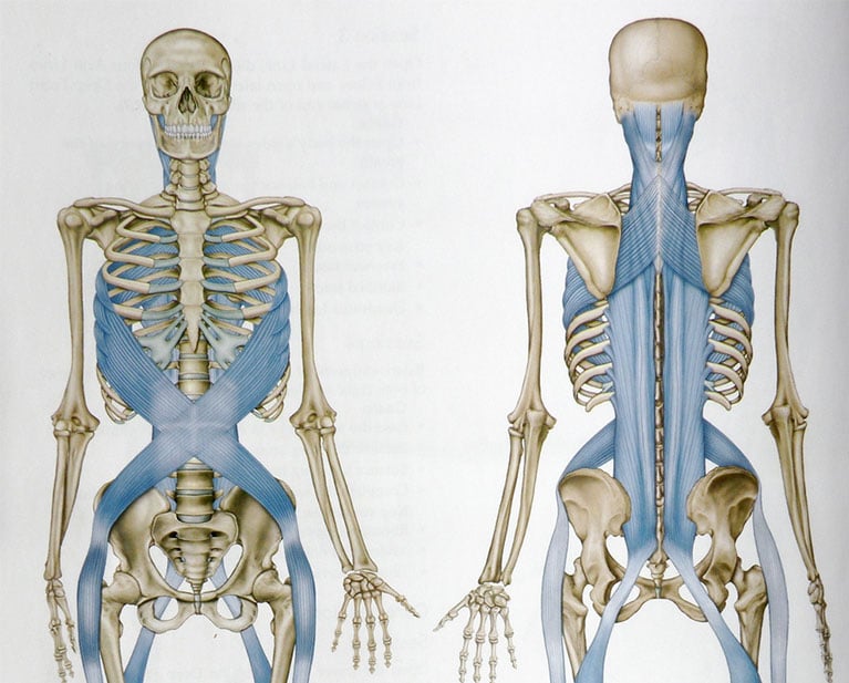 Fascia The Tissue What Is It? Set Physical Therapy
