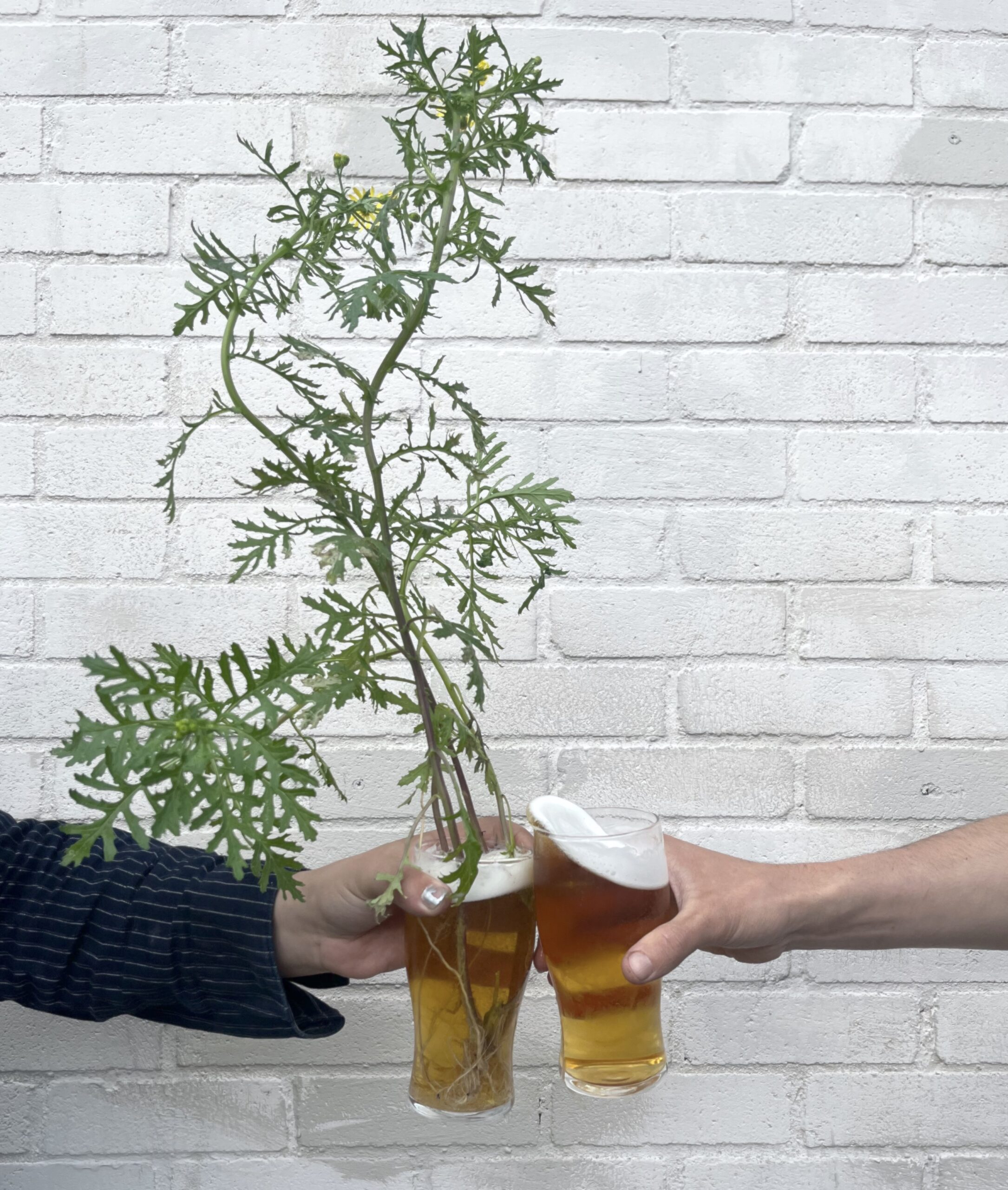 SET NEW GARDEN IN PECKHAM PINT for a PLANT