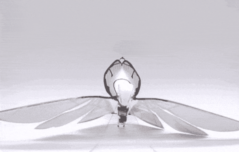 RemoteControlled Insect Ornithopter Developed