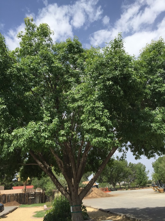 A morning at Sierra Vista Growers — A Family Blog