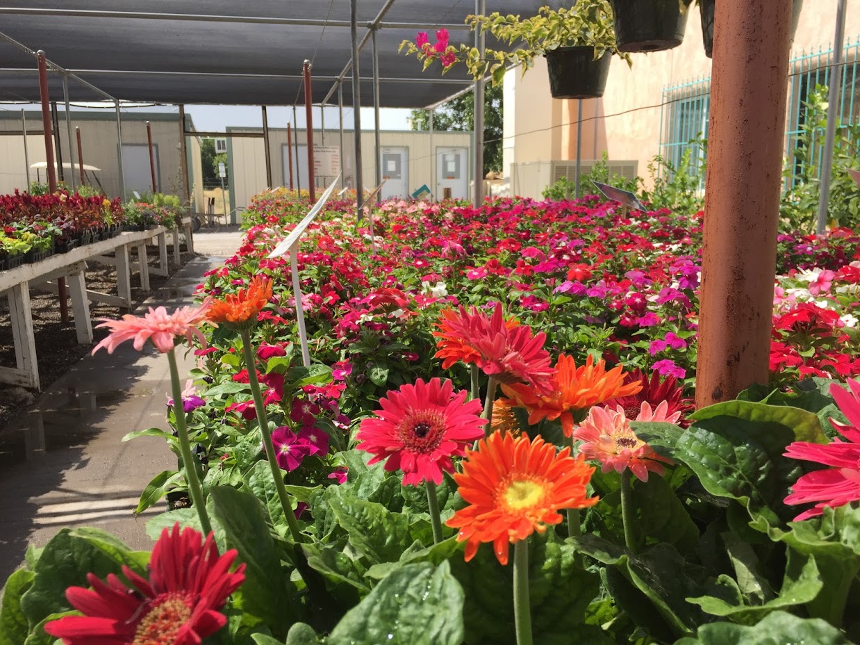 A morning at Sierra Vista Growers — Settle in El Paso