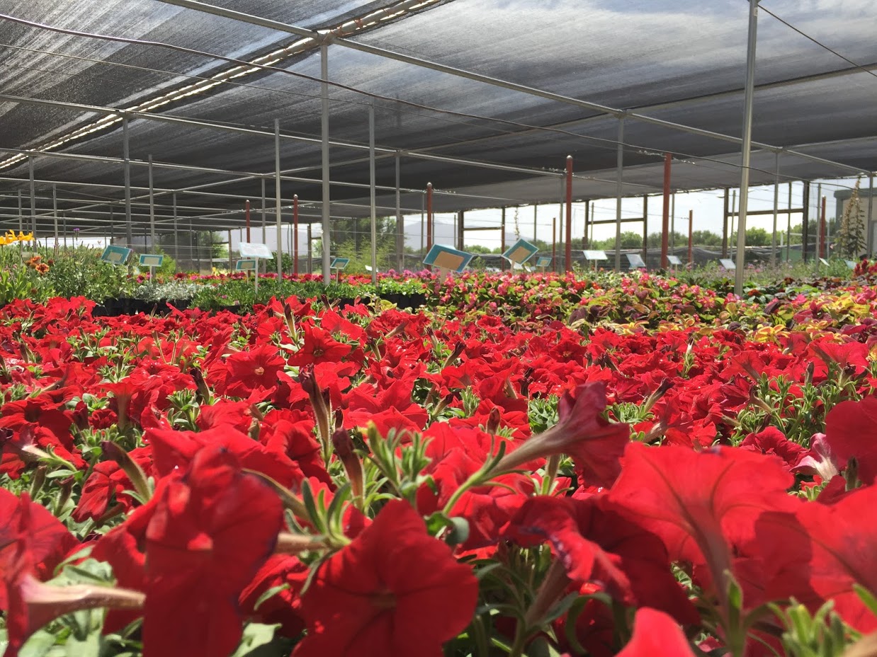 A morning at Sierra Vista Growers — A Family Blog