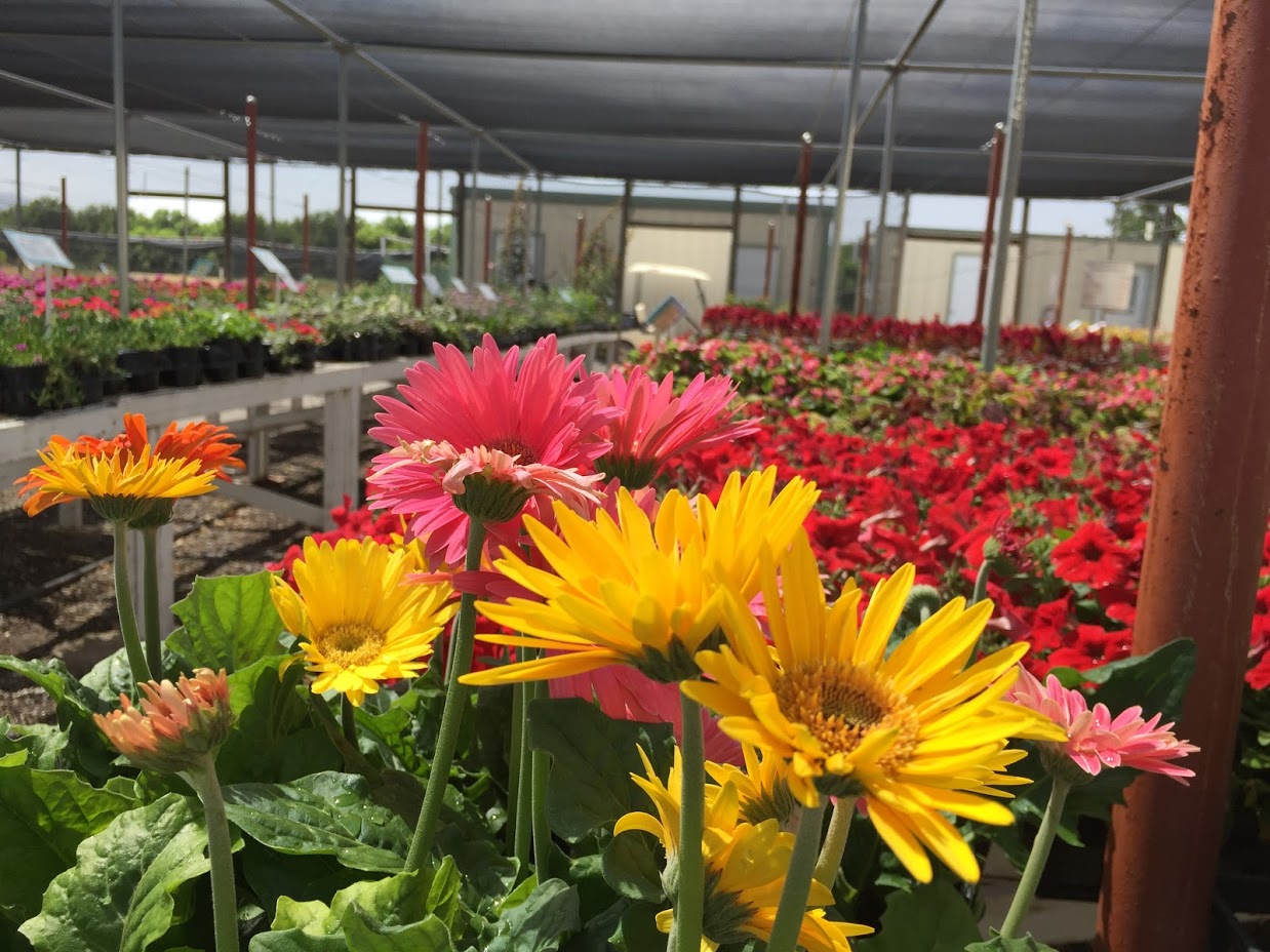 A morning at Sierra Vista Growers — A Family Blog