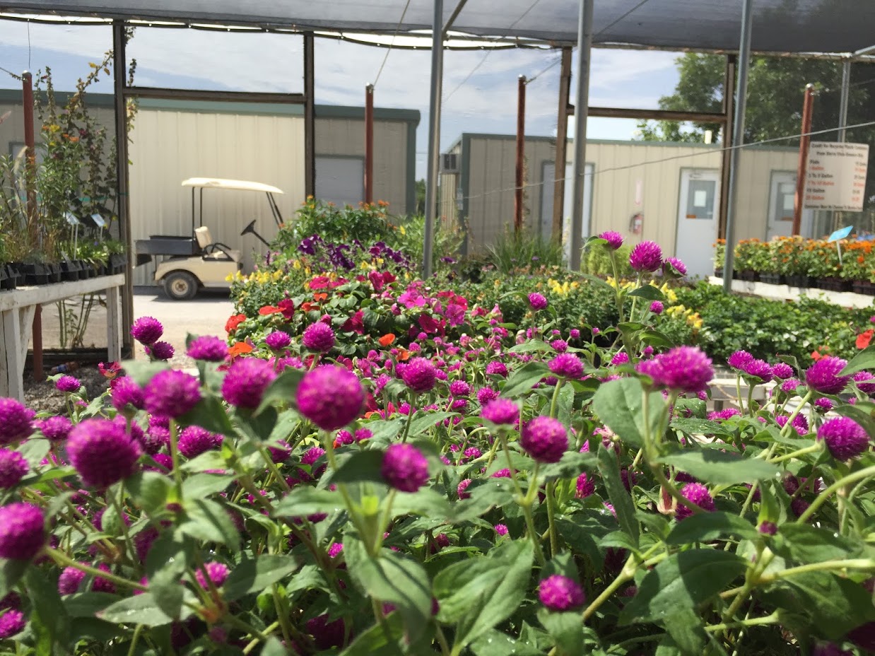 A morning at Sierra Vista Growers — A Family Blog