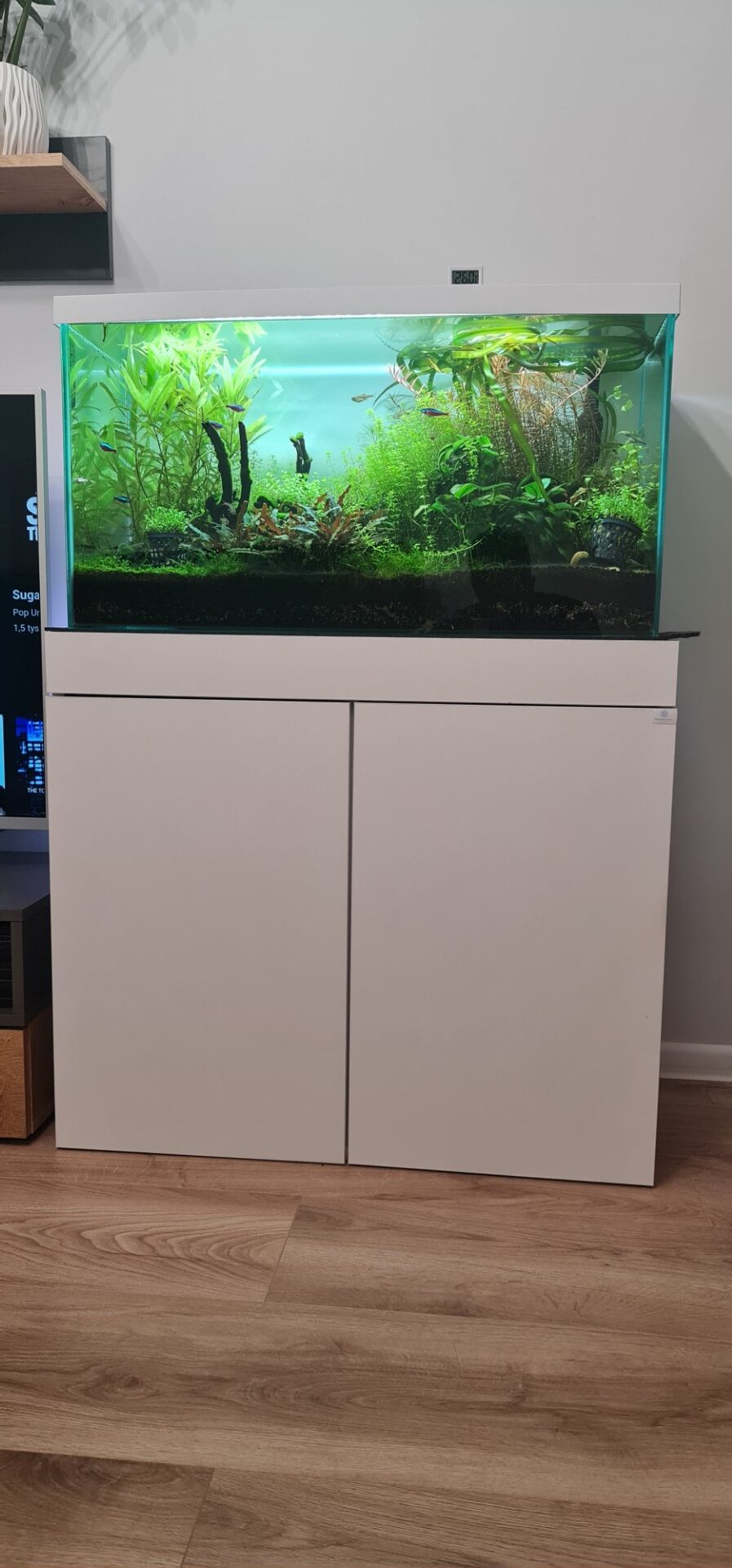 How to set up a fish tank? Setup Fish Tank