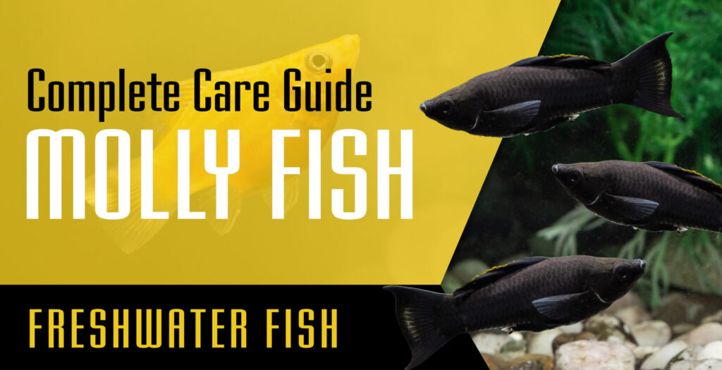 Molly fish Complete Care Guide Setup Fish Tank