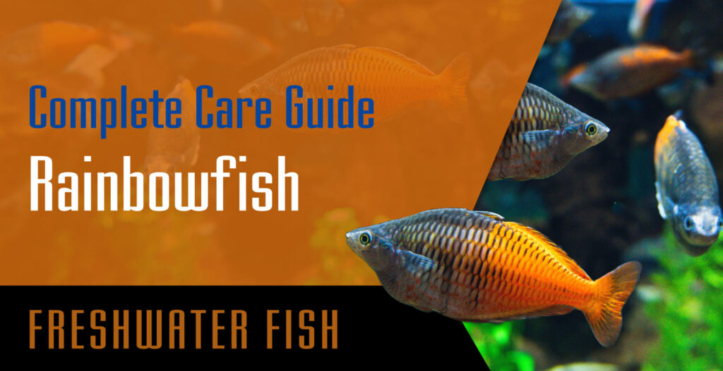 Rainbow fish Complete Care Guide Setup Fish Tank