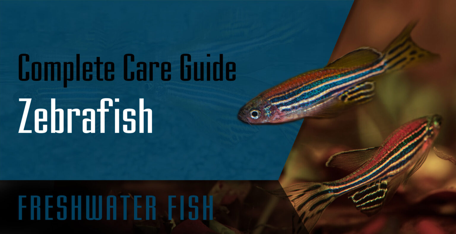 Zebrafish Complete care guide Setup Fish Tank