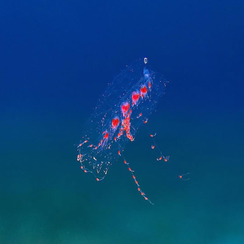 Red Spotted Siphonophore Sevenseas Media