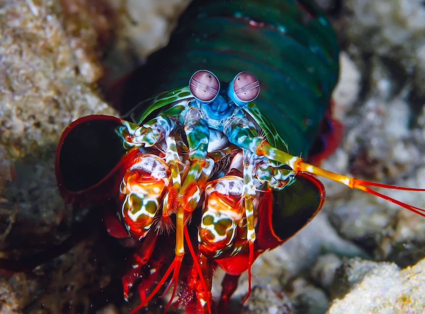 Mantis Shrimp, Cabliao Philippines Jack’s Underwater Photography Feature SEVENSEAS Media