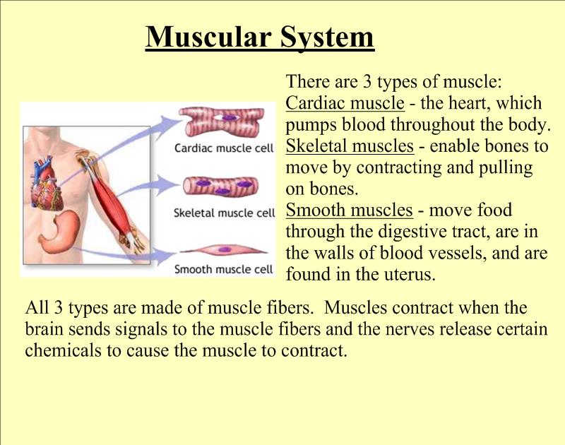 SeventhScience / Muscle 1 SeventhScience / Muscle 1