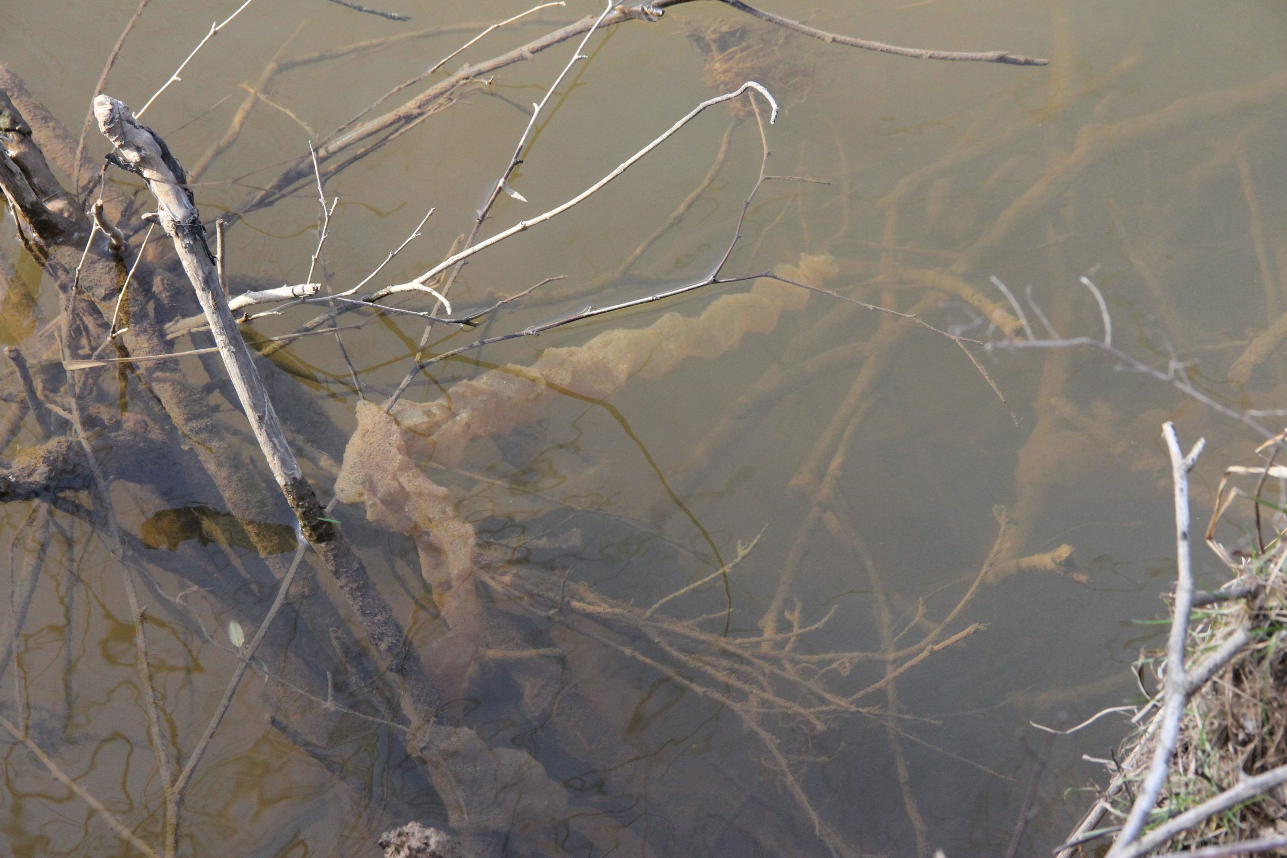 Yellow Perch Spawn, Again, In Severn Run Severn River Association