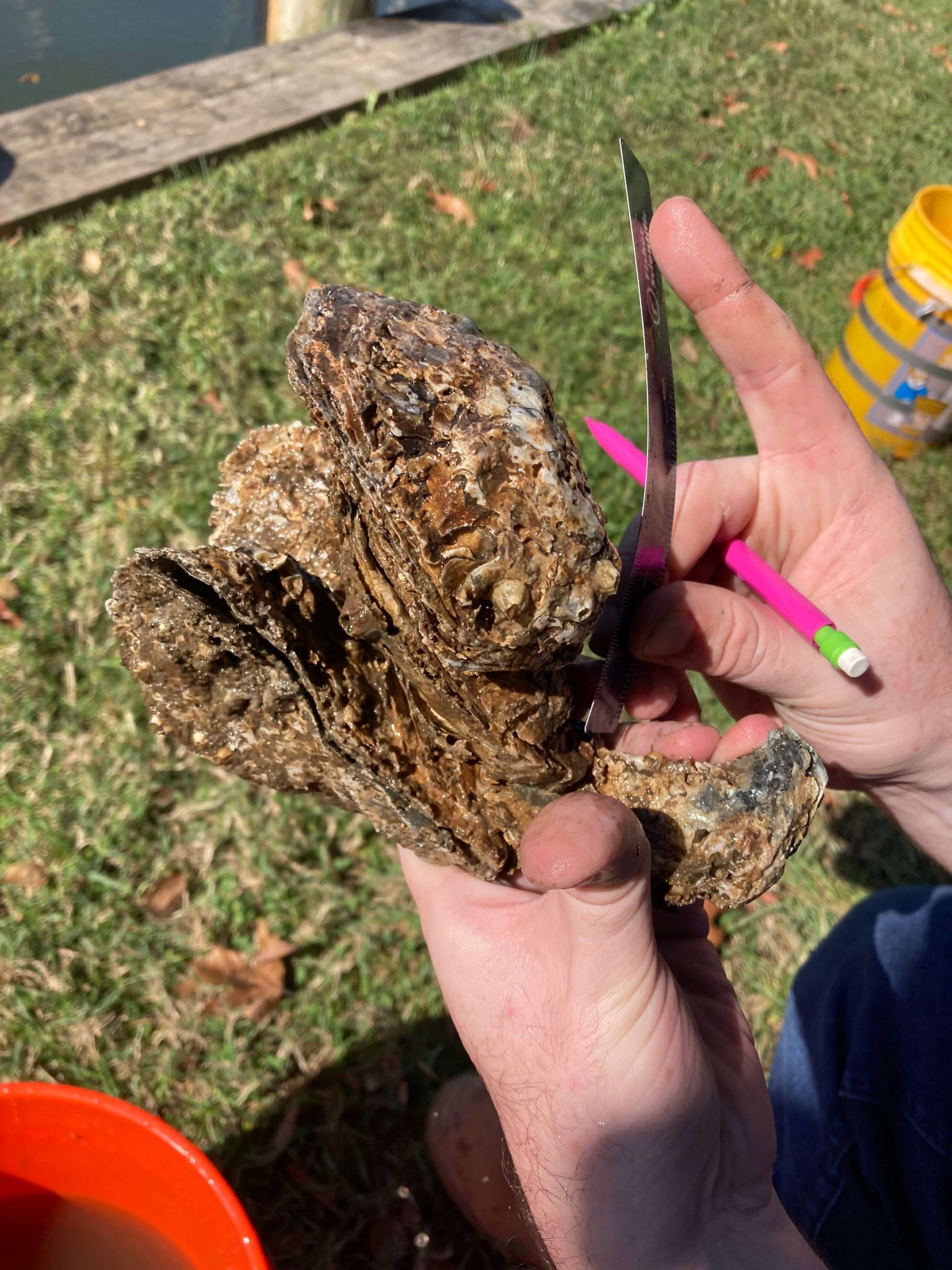 2023 Oyster Dive Report Severn River Association