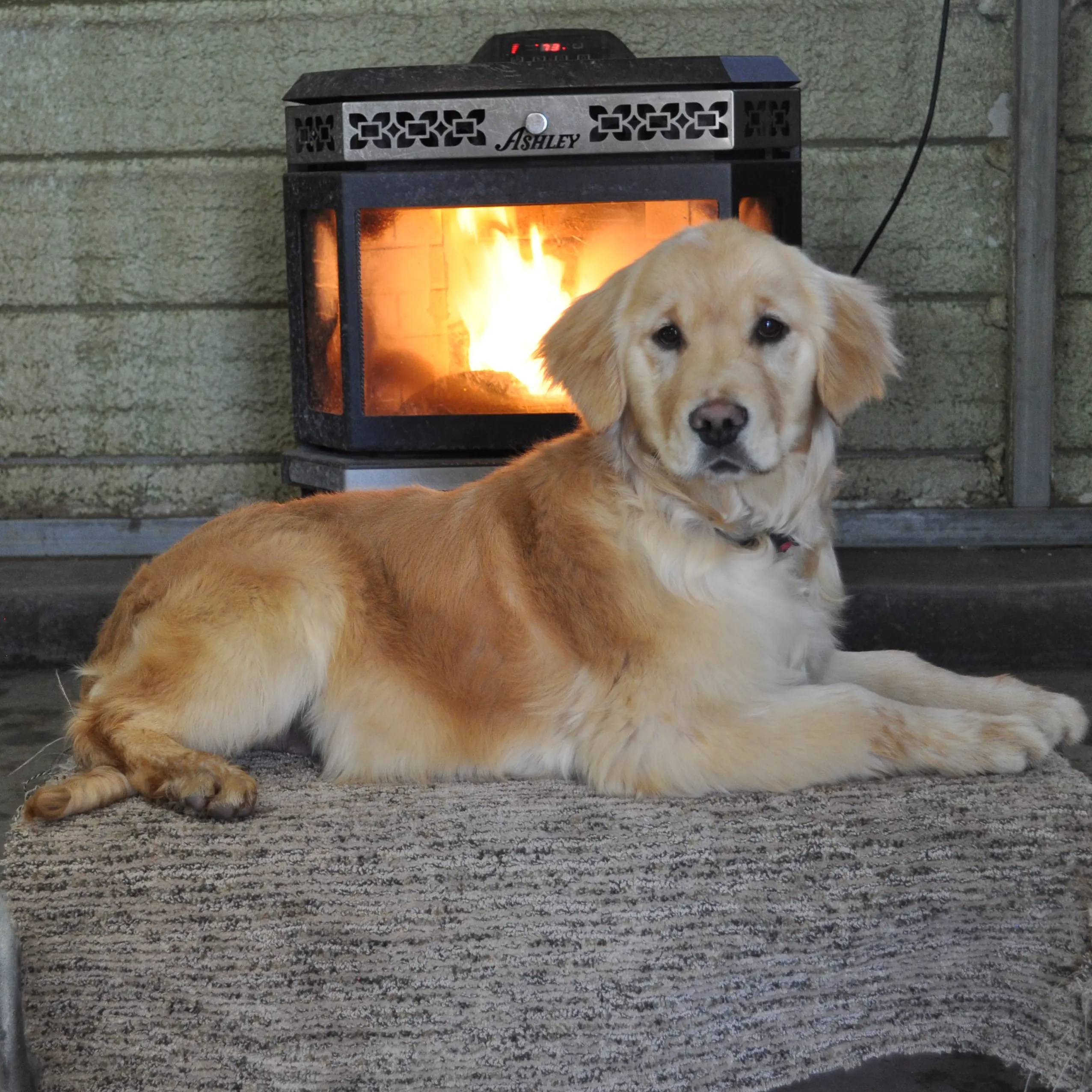 How often should I bathe my dog? Sevier River Retrievers