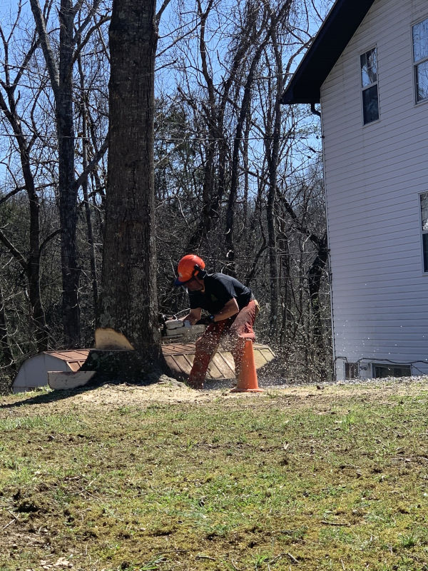 Tree Removal B&B Tree Management