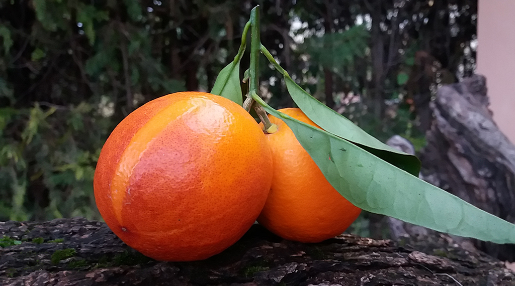 Seville Oranges Discover the genuine Seville Oranges.