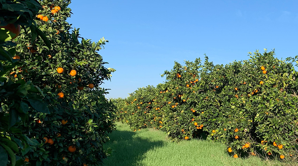 Seville Oranges Discover the genuine Seville Oranges.