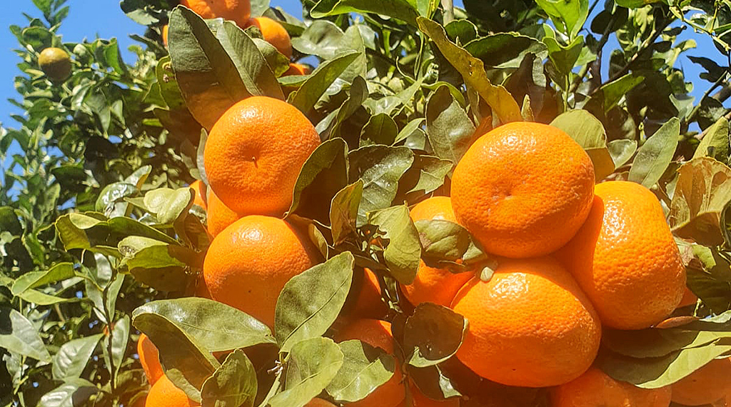 Seville Oranges Discover the genuine Seville Oranges.