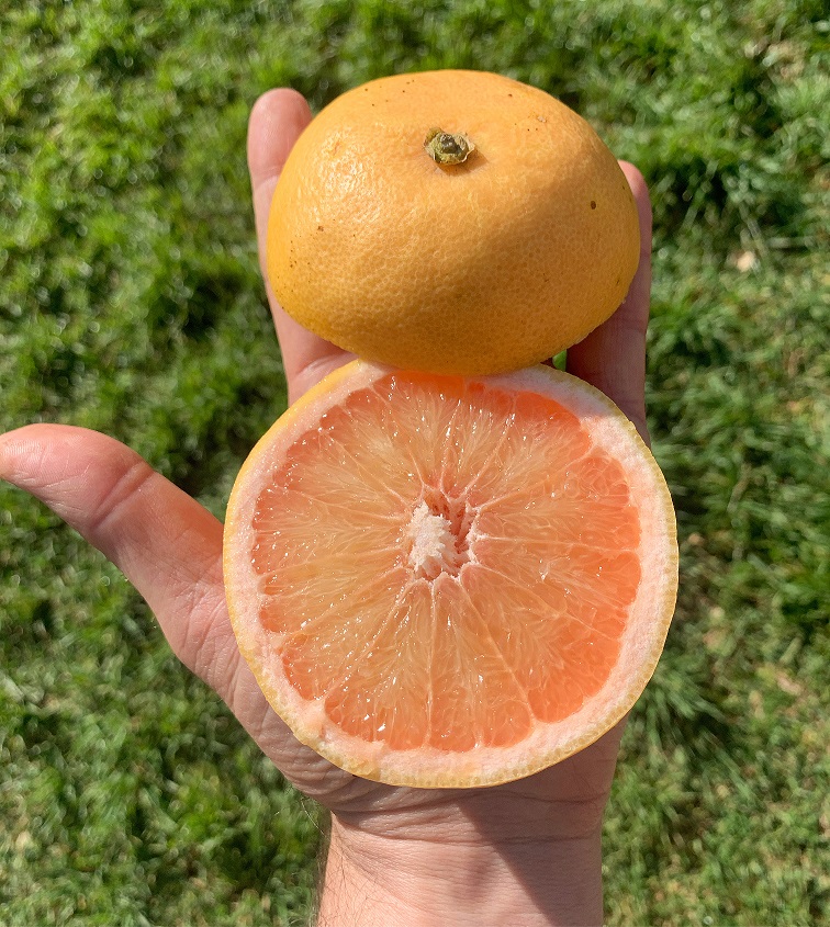 Red Blush Grapefruit, juicy, sweet and fragrant Seville Oranges