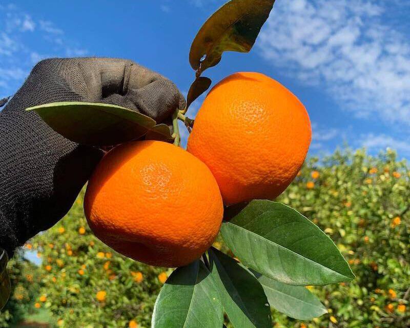 Gospa Citrus Seville Oranges, in Simon's Table Seville Oranges