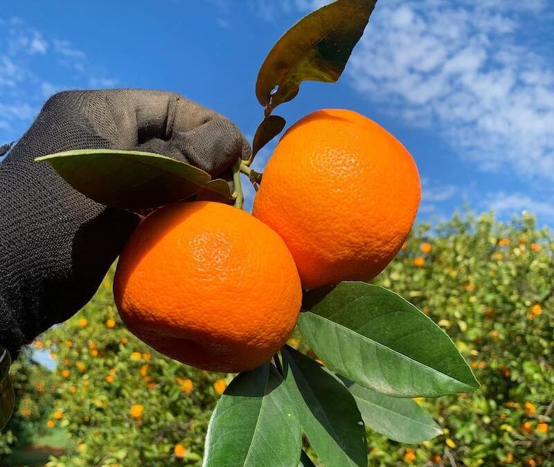 SevilleOrangesSimonsTable Seville Oranges