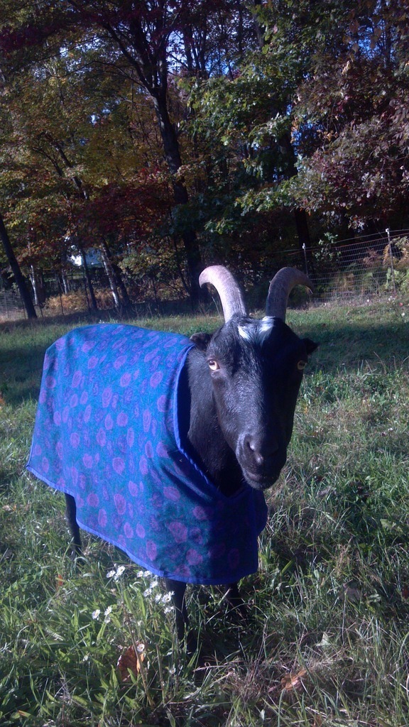 Self Drafted Pattern Goat Coat 3618051000 pattern review by blueviola