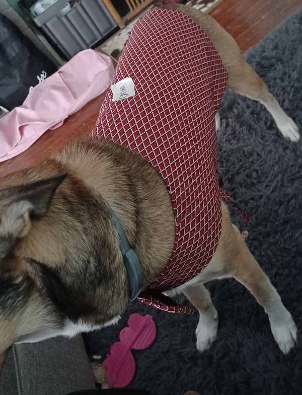 Simplicity Large Size Dog Clothes 1578 pattern review by Lagolden2