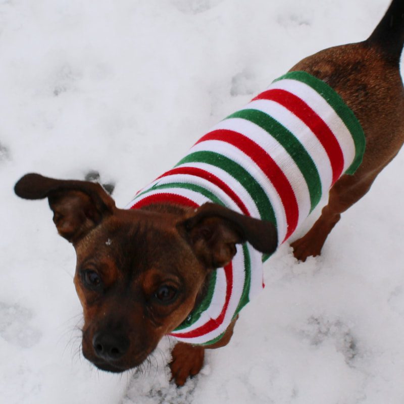 Easy Sew Dog Sweater From Old Socks FREE Tutorial Sewing 4 Free