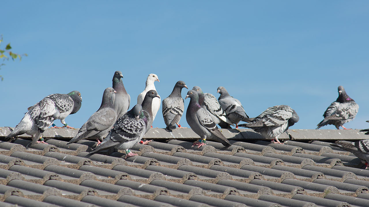 Pigeon Control Services in Phoenix Arizona Sexton Pest Control