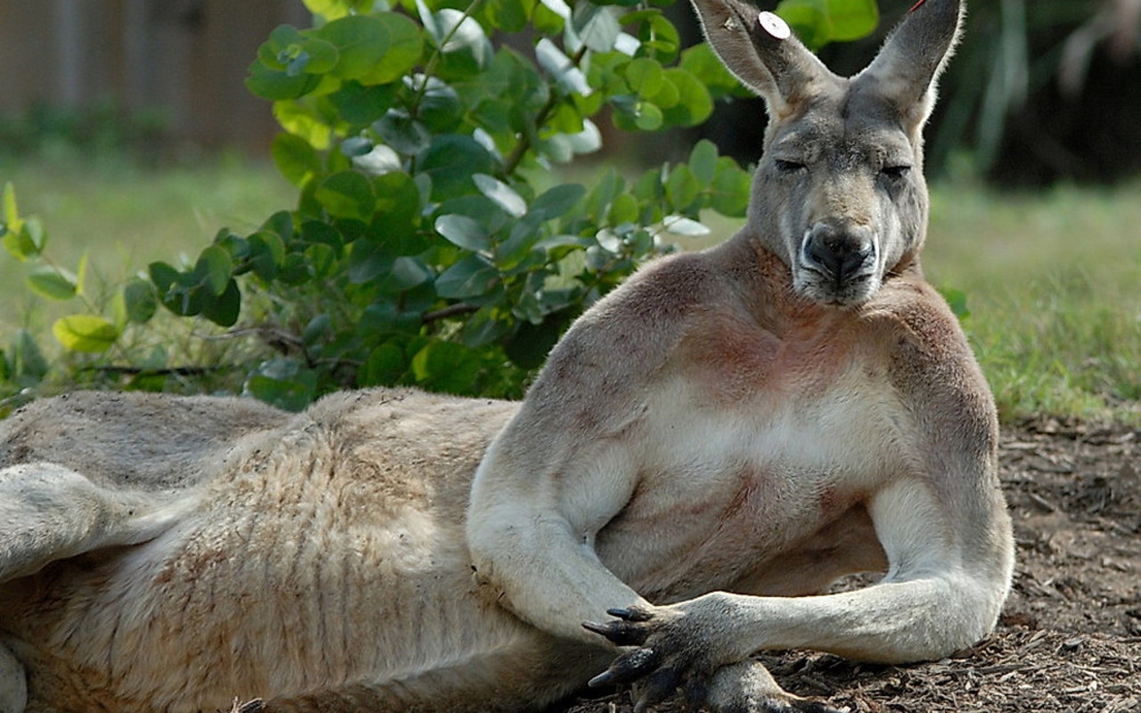 kangaroos Sexy Science Facts