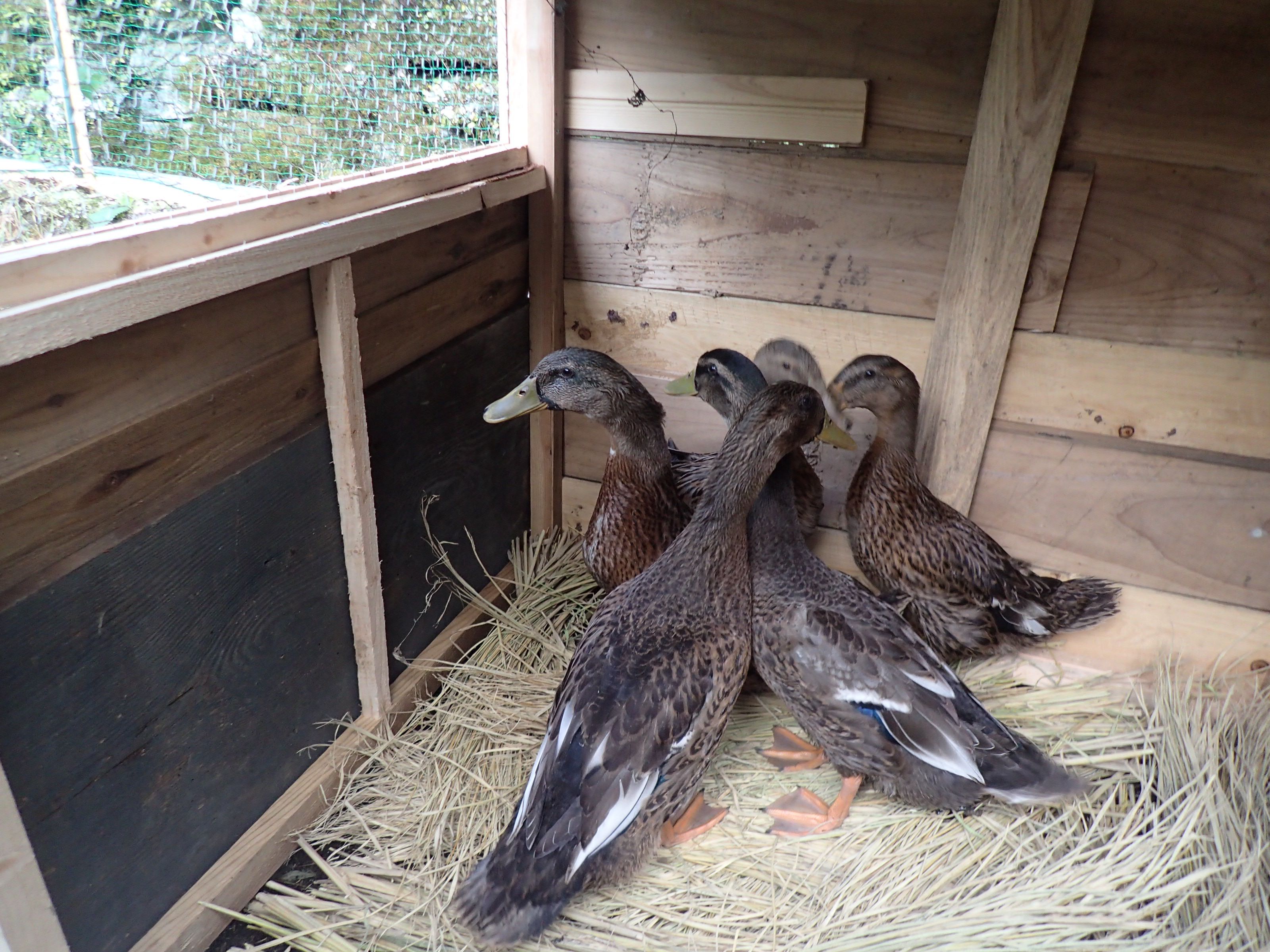 我が家に仲間が増えました。ついに合鴨を飼育することに！ セイカの暮らし便り