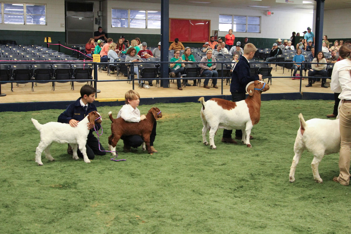 Market Goat Southeastern Youth Fair