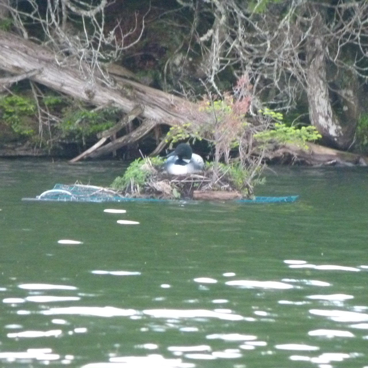 Spring at Seymour Lake Seymour Lake Association