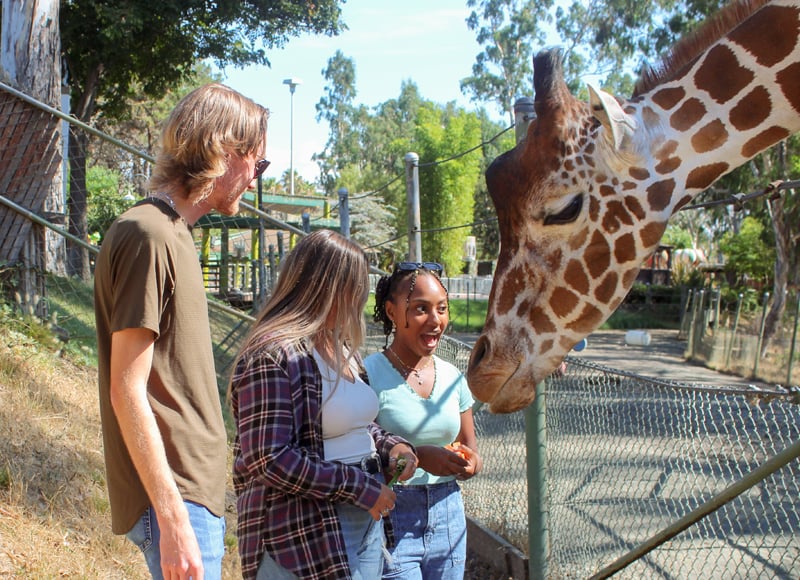 Animal Interactions Six Flags Discovery Kingdom