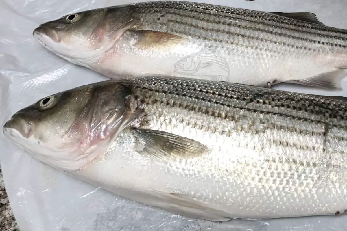 Is Striped Bass Safe To Eat? Everything You Need To Know Before Eating Striped Bass. – Surfcasting Republic