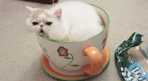 10 raisons qui prouvent qu'un chat c'est mieux qu'un mec