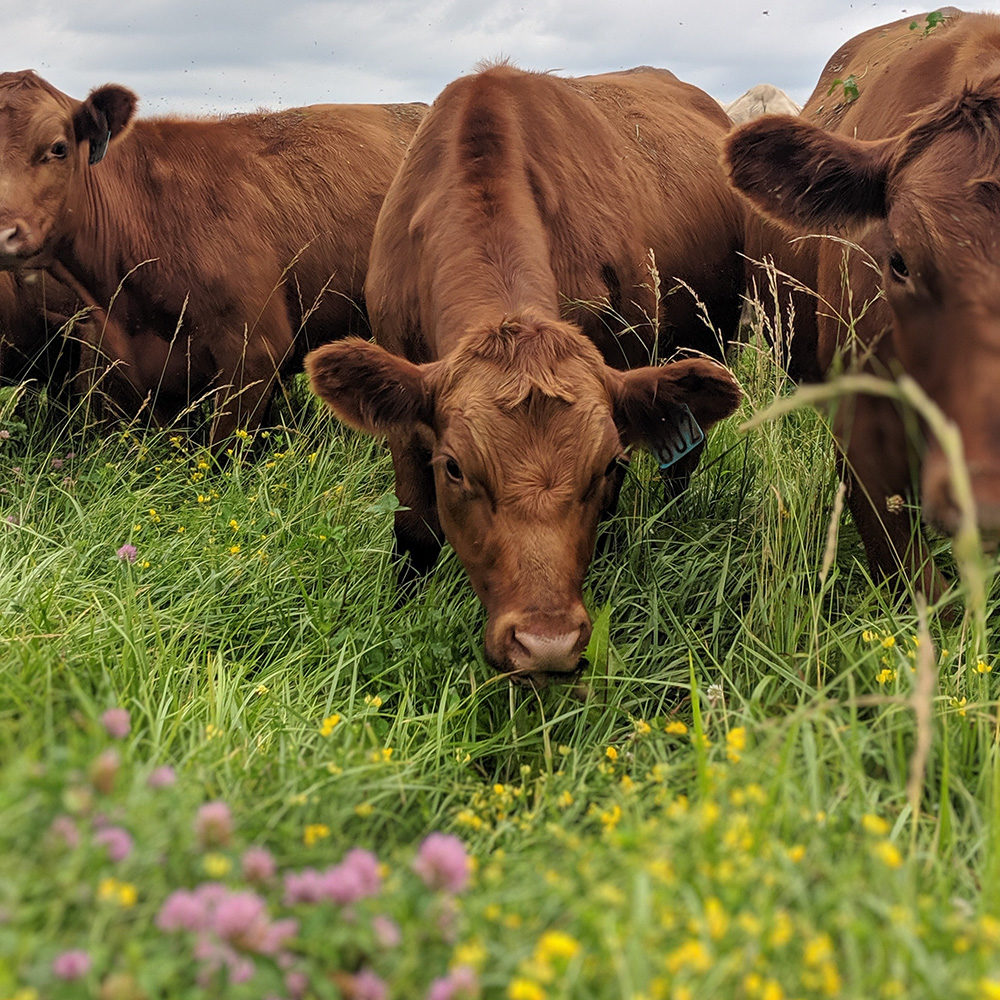 Grazing Sustainable Farming Association