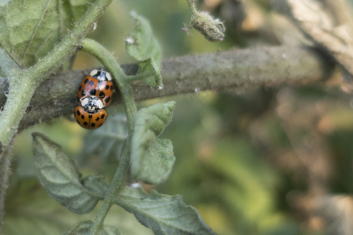 ladybugs SF Bay Gardening