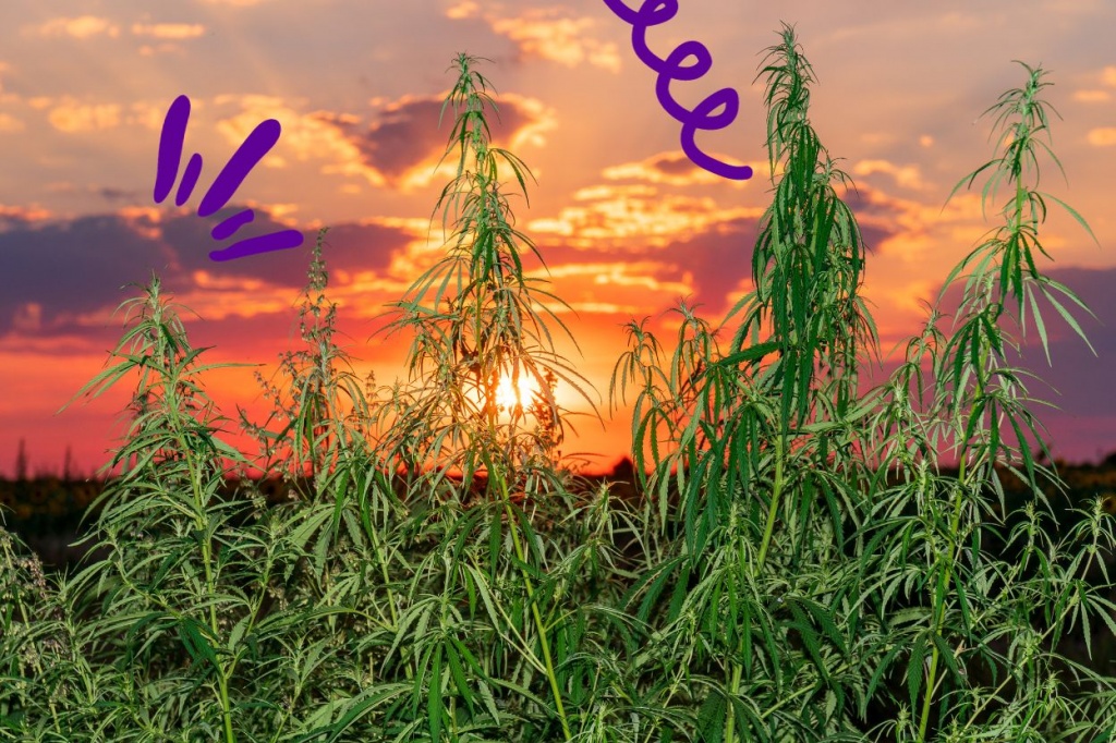 14 landrace strains with true OG status GreenState GreenState