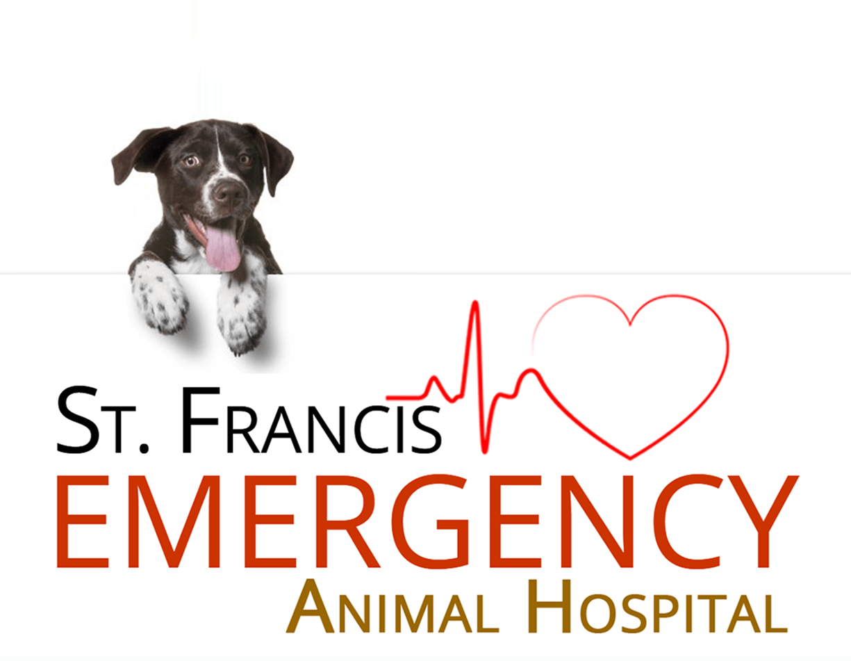 st francis animal hospital hollywood fl younglovefaruolo