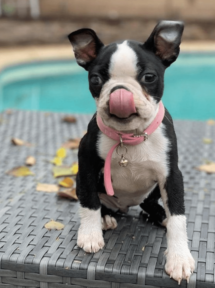 FREE PetSmart Birthday Surprise for your Pet South Florida Savings Guy