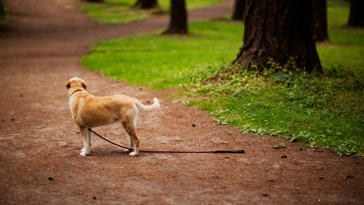 En claves ¿Qué hacer cuando se pierde un perro?