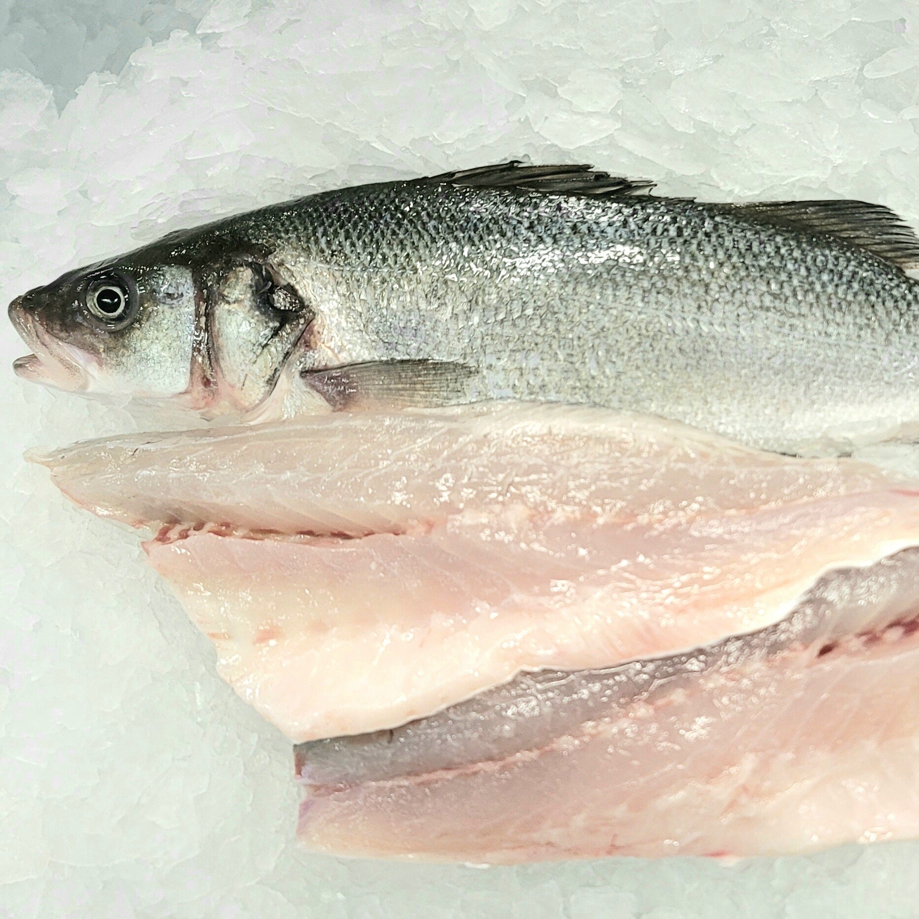 Bass Branzini, Mediterranean (fillets) Royal Hawaiian Seafood