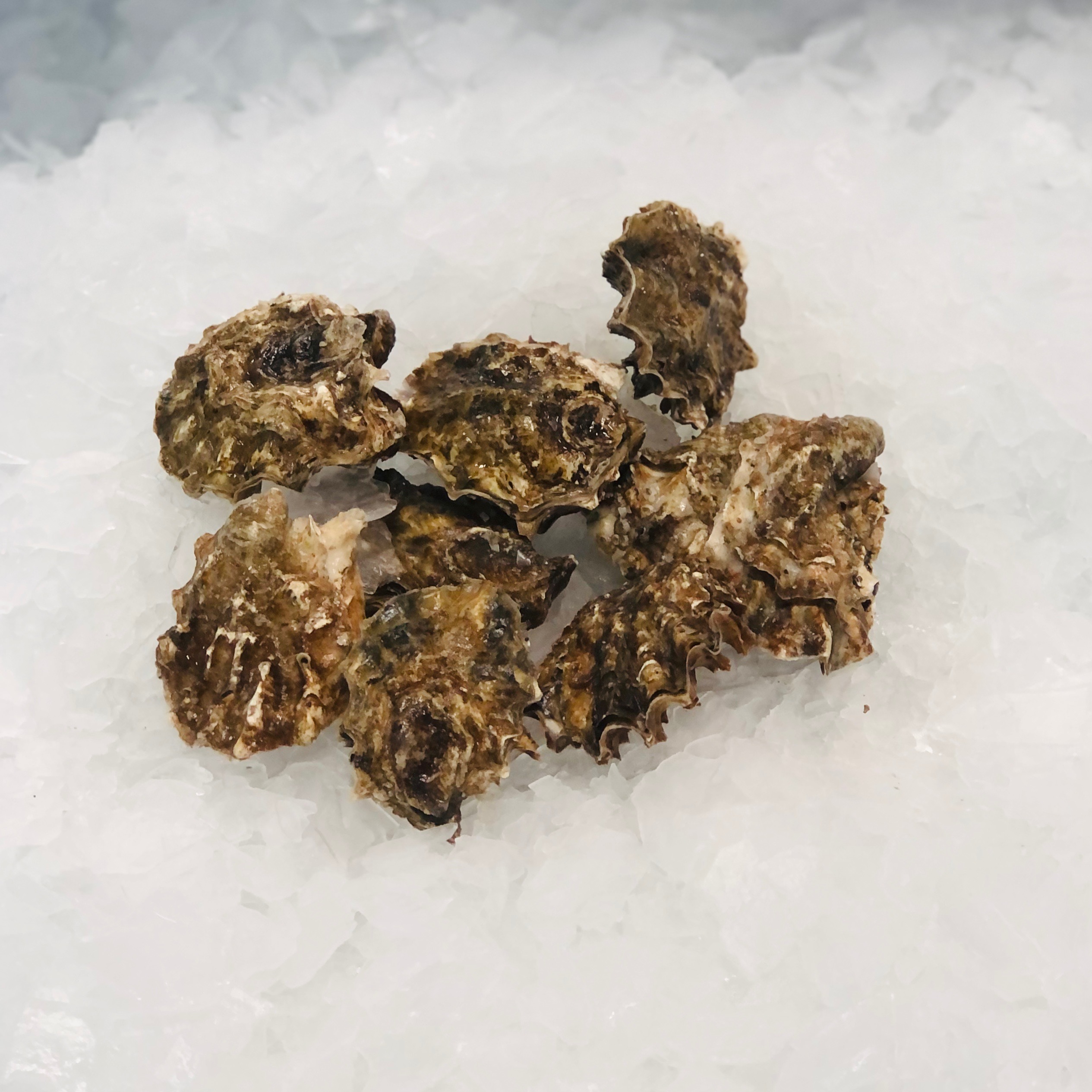 Oysters, Steamboat, WA Royal Hawaiian Seafood