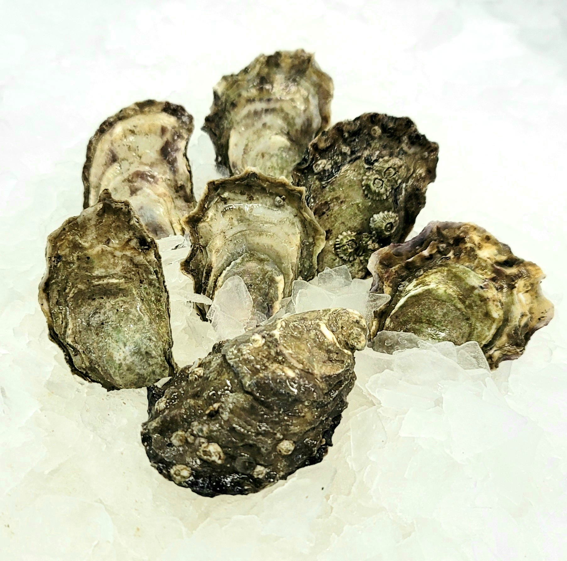 Oysters, Happy Hour, WA Royal Hawaiian Seafood