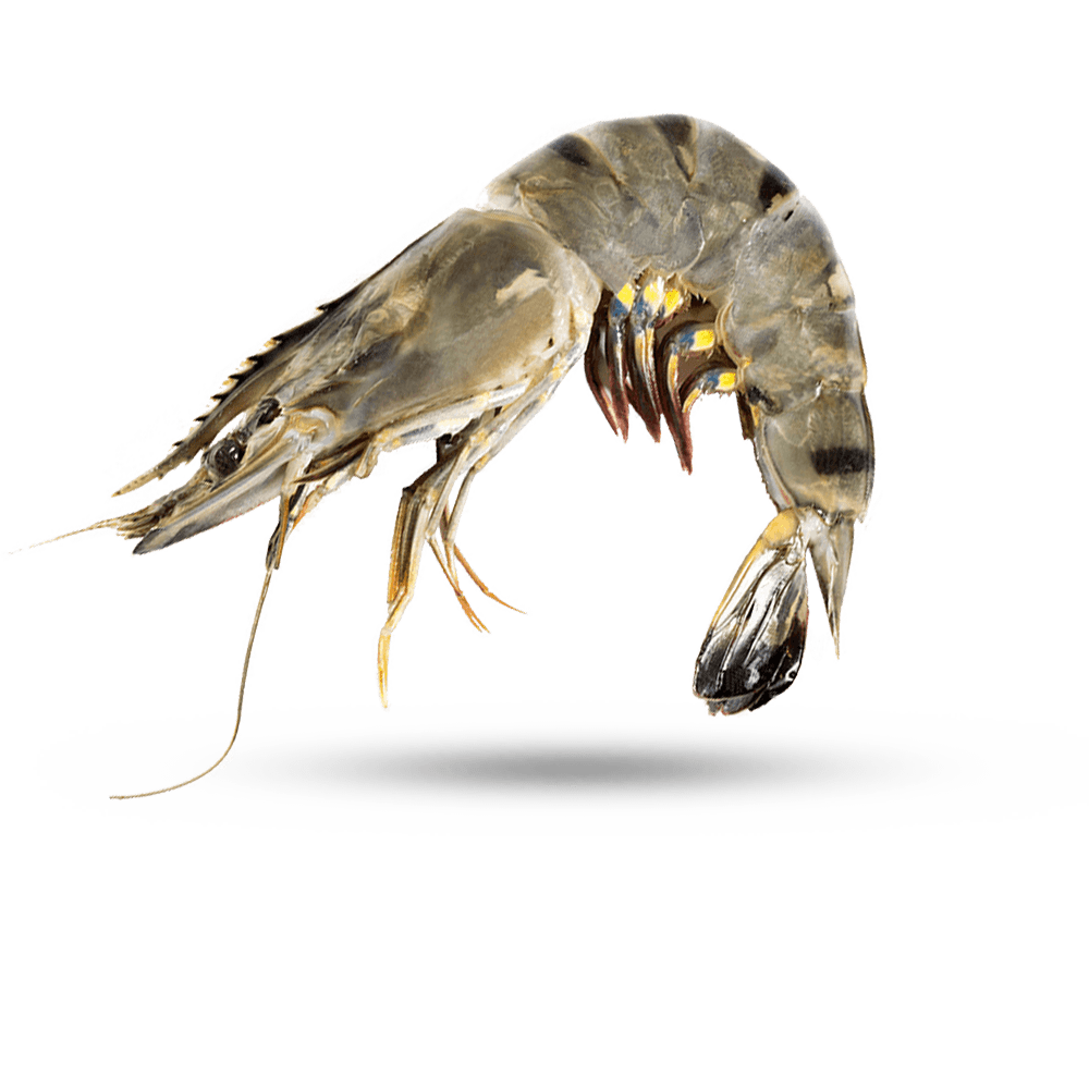 Black Tiger Shrimp Specialized Food Services Inc.
