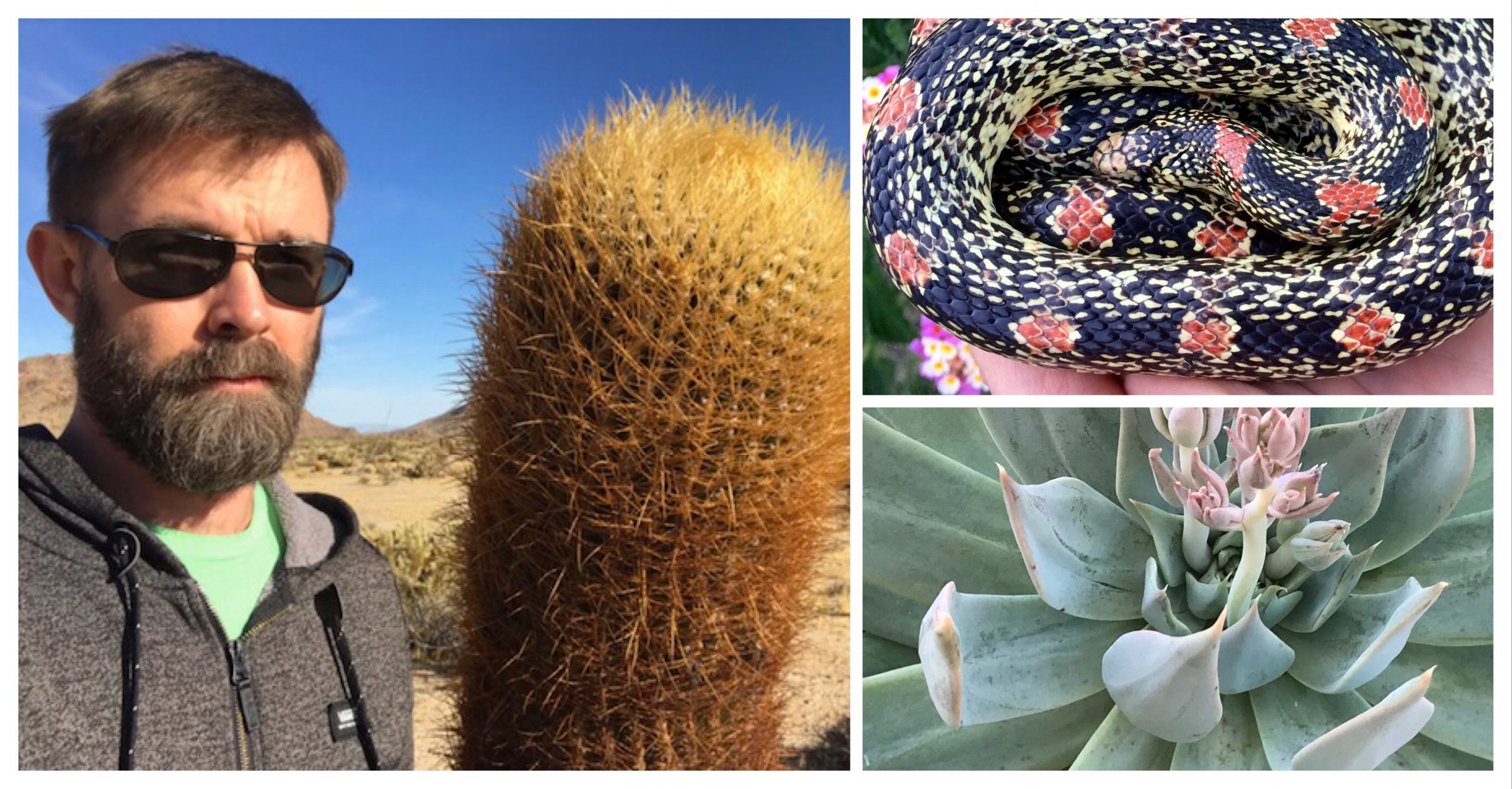 Cosmik Debris A Naturalist’s Ramblings on the US/Mexico Borderlands