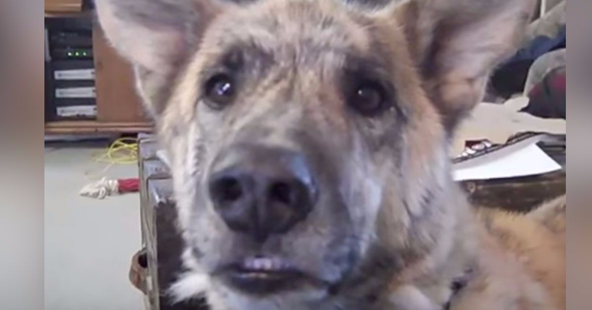Owner tells dog he ate all the dog food. Dog's response is so awesome