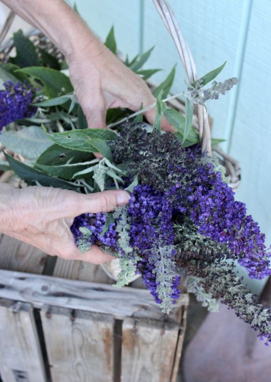6 tips you need to know to grow beautiful lavender